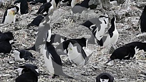 Chinstrap Penguins on the nest
