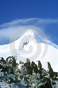 Chinstrap penguins (Pygoscelis antarctica) on Half Moon Island, Bransfield Strait, Antarctica