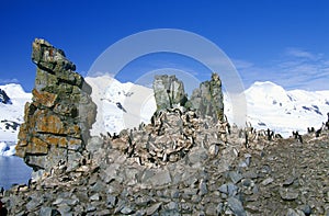 Chinstrap penguins (Pygoscelis antarctica) on Half Moon Island, Bransfield Strait, Antarctica