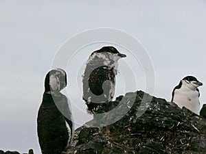 Chinstrap penguins Pygoscelis antarcticus on Aitcho Island