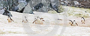 Chinstrap penguins (Pygoscelis antarcticus) in Antarctica