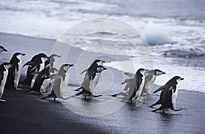 Chinstrap Penguins (Pygoscelis antarcticus) colony walking into sea