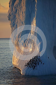 Chinstrap penguins resting on iceberg, Antarctica