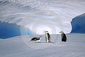 Chinstrap penguins resting on an old iceberg, Antarctica photo