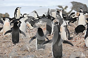 Chinstrap penguins sing in Antarctica