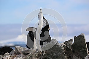 Chinstrap penguins sing in Antarctica