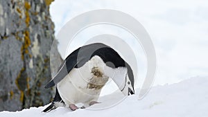 Chinstrap Penguins on the snow
