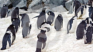 Chinstrap penguins in the snow