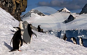 Chinstrap Penguins on Snow, Antarctica photo