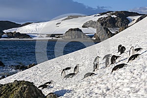 Chinstrap Penguins - South Shetland Islands - Antarctica