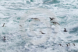 Chinstrap penguins swimming in Antarctica