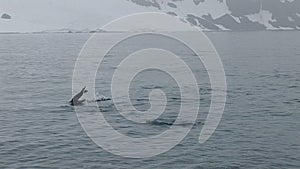 Chinstrap Penguins on Swimming near Half Moon Island