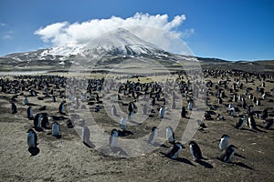 Chinstrap Penguins on Zavodovski Island