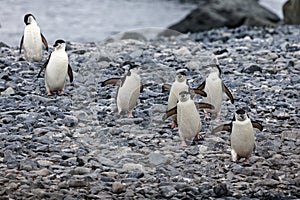 Chinstrap pinguins photo