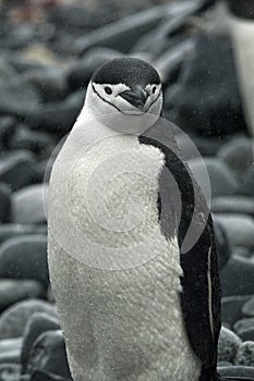 Chinstrap Portrait on Boulders