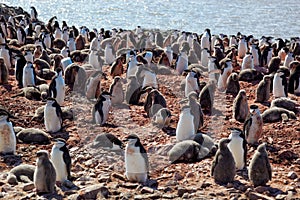 Chinstrip penguin breeding colony, Antarctica