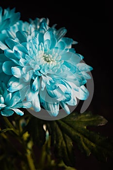 Chiny flowers. Today, the monochrome garden is a trendy design solution. Blue is the most rare color in the world.