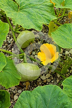 Chioggia Green Pumpkins