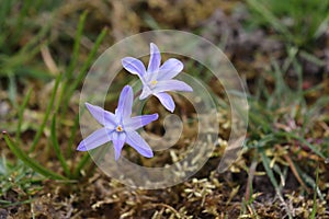 Chionodox delicate spring flower