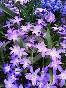 Chionodox group. In spring, blue Chionodox flowers bloom in the garden.