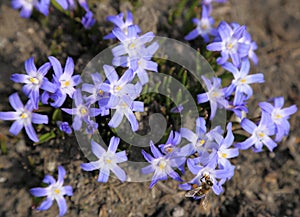 Chionodoxa flowers.