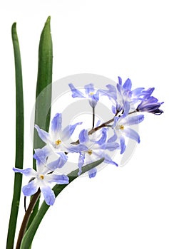 Chionodoxa, Glory of the snow