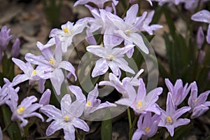 The Chionodoxa. One of the very earliest signs of spring is when the glory of the snow emerges with its magnificent blue star-shap