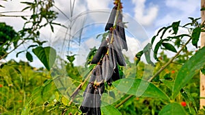 The ChipilÃ­n bean plant originates from the American plains photo