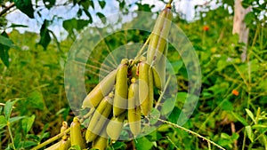 The ChipilÃ­n bean plant originates from the American plains photo