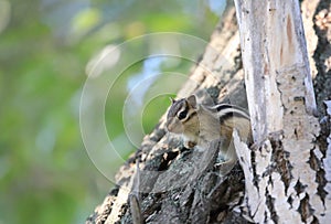 A chipmonk