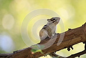 A chipmonk