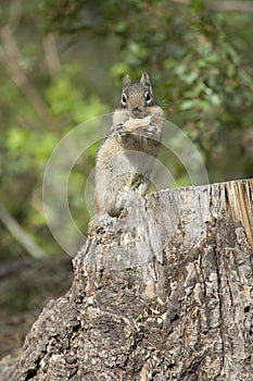 Chipmonk eating a peanut