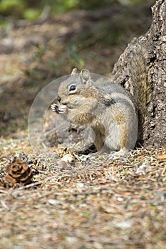 Chipmonk eating a peanut