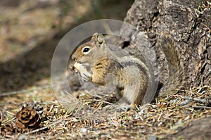 Chipmonk eating a peanut