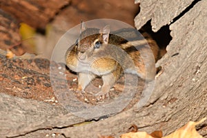 A chipmonk during the fall