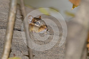 A chipmonk during the fall