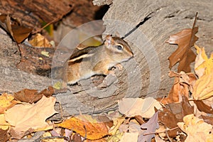 A chipmonk during the fall