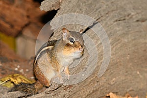 A chipmonk during the fall