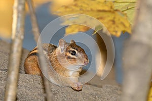 A chipmonk during the fall
