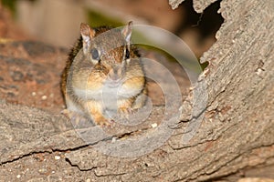 A chipmonk during the fall
