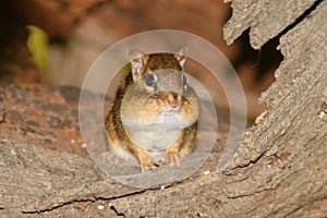 A chipmonk during the fall