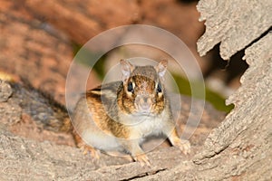 A chipmonk during the fall