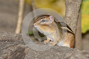 A chipmonk during the fall