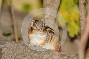 A chipmonk during the fall