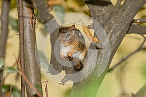 A chipmonk during the fall