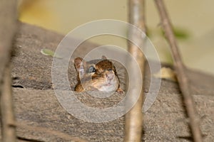 A chipmonk during the fall