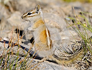 Chipmonk on the prowel