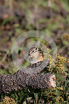 Chipmonk with seed