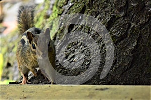 Chipmonk staring at the camera