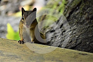 Chipmonk staring at the camera